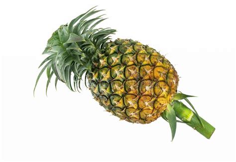 Isolated Whole Fresh Pineapple With Leaves And Stem On White Background