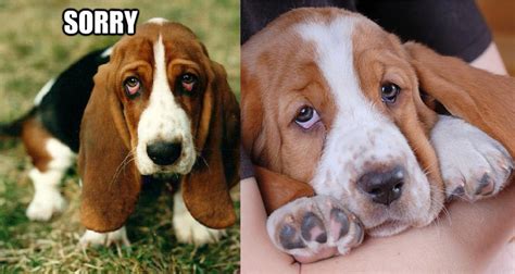 12 Adorable Expressions Every Basset Hound Parent Will Instantly Recognise