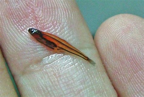 Science On Saturday The Worlds Smallest Fish
