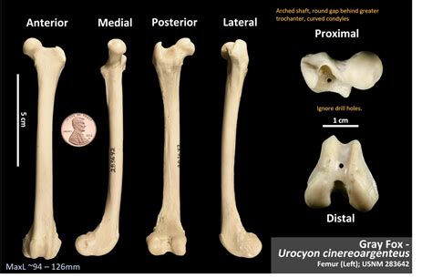 Gray Fox Femur Osteoid Bone Identification