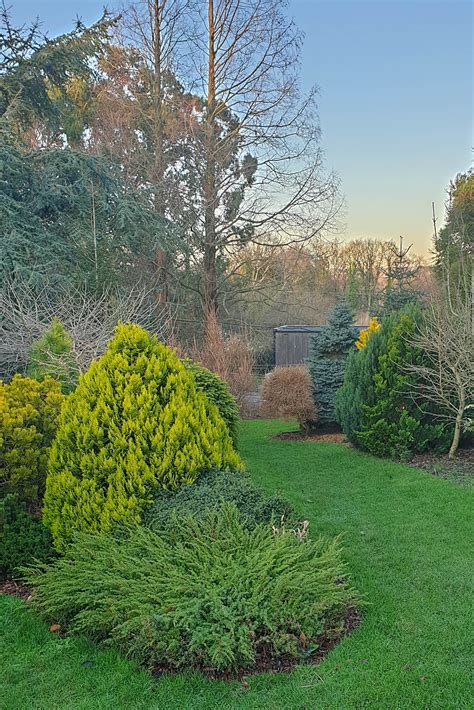 How Conifers Can Transform Your Year Round Garden The Middle Sized