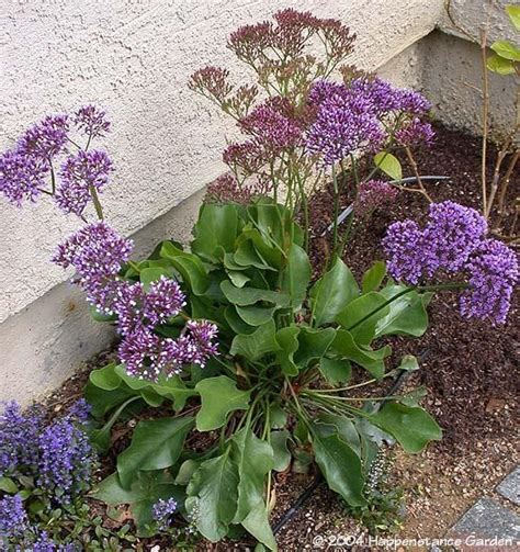 All skin types, problem skin. Sea Lavender | Beautiful Backyards | Pinterest