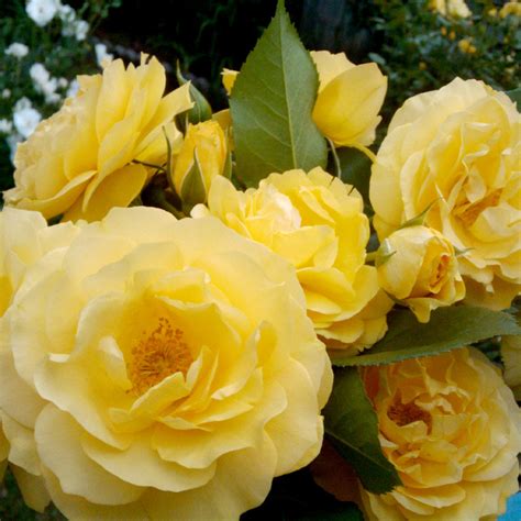 Julia Child Roses For Sale