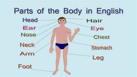 Body Parts In English Pin On Visual Dictionary Maybe You Would Like To Learn More About One