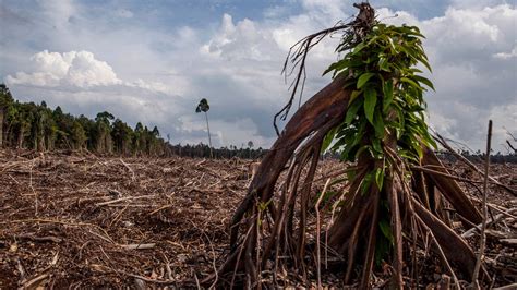 Heartbreaking Photos Of Deforestation In Indonesia Where Theyre