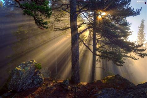 Stone Morning Sunrise Forest Fog Trees Viewes Beautiful Places