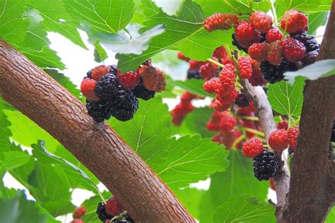 27 Different Types Of Fruit Trees Plus More Fruitful Facts Home