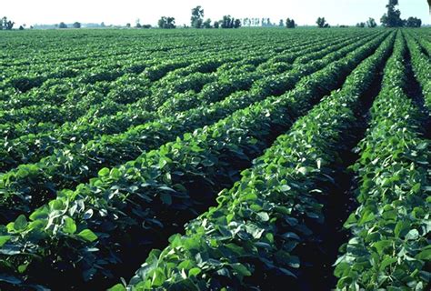 12 Awe Inspiring Crop Field And Farm Pictures