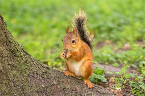 Beautiful Red Squirrel Is Eating Nuts In The Park Close Up Shot Stock