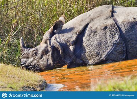 Greater One Horned Rhinoceros Royal Bardia National Park Nepal Stock