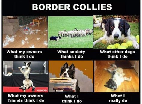 10 Humorous Border Collie Memes That Gives A Good Laugh