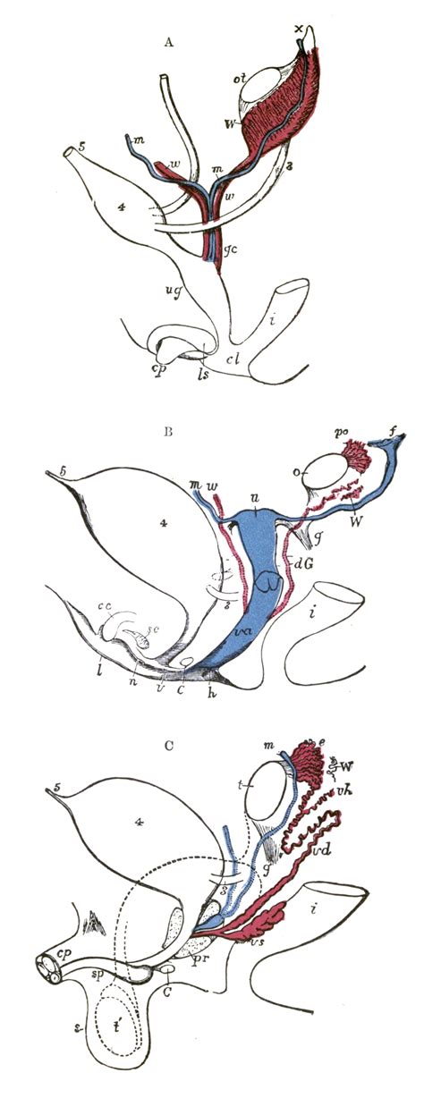 Das ligamentum teres uteri gehört zum bandapparat der gebärmutter (uterus) und ist teil der parametrien. Anatomie Uterus Ligamentum Rotundum - reiwine