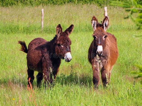Two Donkeys In A Grass Field Stock Image Image Of Horse Domestic
