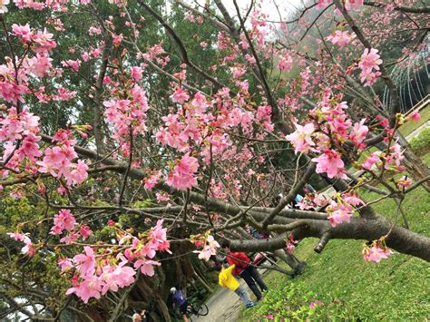 Cherry Blossoms Yangmingshan National Park In Taiwan Altheas