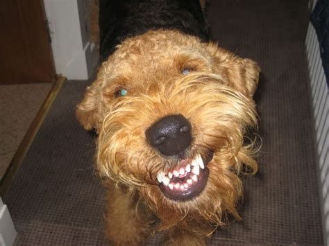 Smiling Airedale Airedale Terrier Airedale Dogs Airedale Terrier