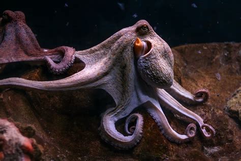 Incredible Octopus Photos And Facts