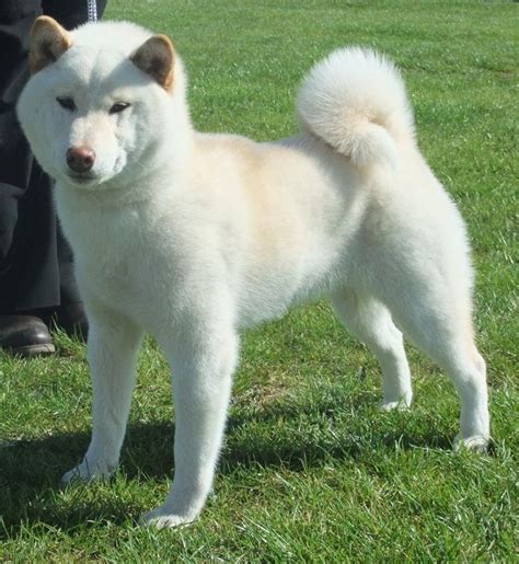 Rare Japanese Dog Breeds Shiba Inu Animales