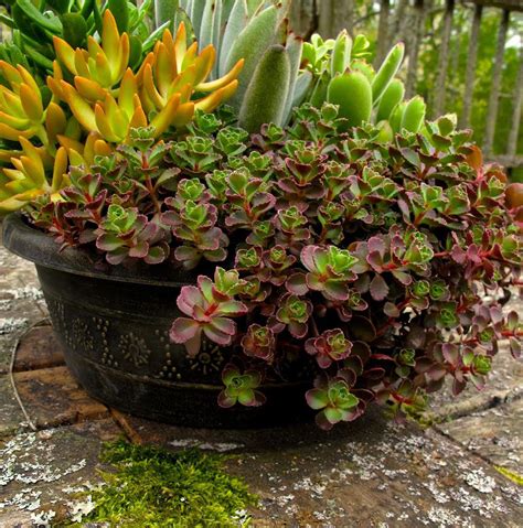 Over Wintering Your Perennials In Pots Some Tips Garden Containers