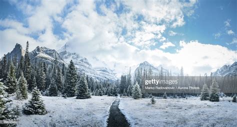 Mountains And Forest In Winter Yoho National Park Field British