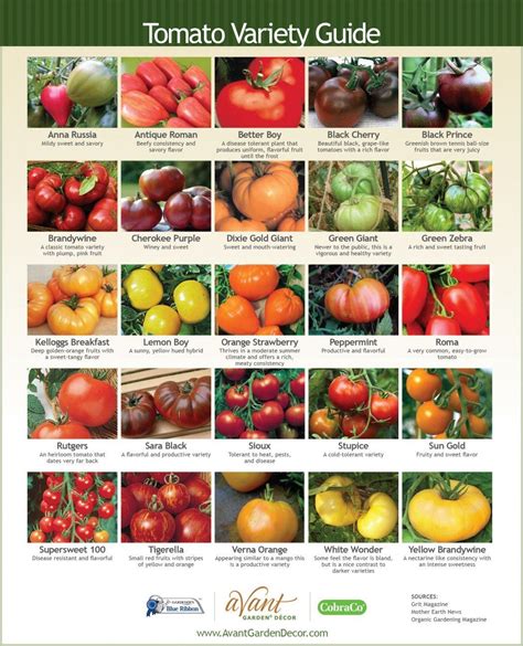 Tomato Variety Cheat Sheet Rcookingforbeginners