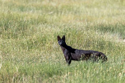 Safari Goer Spots Incredibly Rare Melanistic Serval Wildcat And The Photos Are Amazing