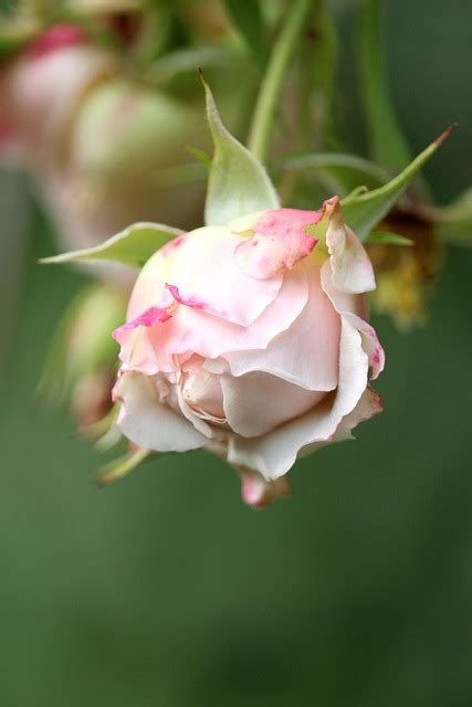 Rose Rosebud Climbing Bush Free Photo On Pixabay