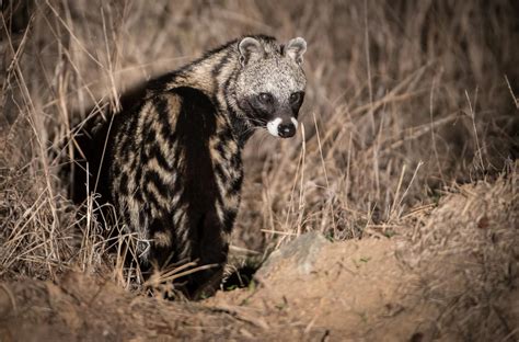 Wild Facts Sabi Sabi Private Game Reserve The African Civet