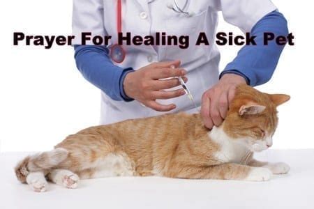 If it is your will, please restore him (her) to health and strength. Prayer For Healing A Sick Pet