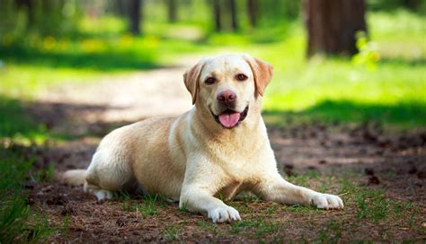Hey, my friends hi and welcome to our site. Labrador Price