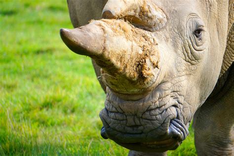A horn is any of a family of musical instruments made of a tube, usually made of metal and often curved in various ways, with one narrow end into which the musician blows, and a wide end from which sound emerges. South Africa's first online rhino horn auction ends in ...
