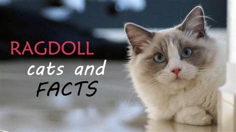 Ragdoll Cat Facts Figures And Vital Information For Owners