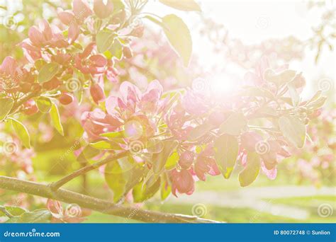 Pink Spring Flowers Stock Photo Image Of Detail Fresh 80072748