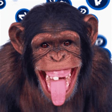 Monkey Monkey Descubre Y Comparte