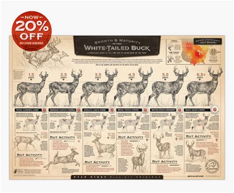 Ryan Kirby Growth Maturity Whitetail Buck Poster Deer Growth And