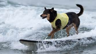 Meet The Worlds Gnarliest Surfing Dogs Youtube