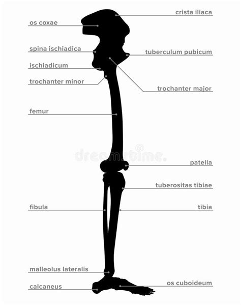 Anatomy Diagram Of Human Leg Bone Structure Stock Vector Illustration