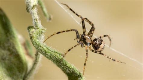 Bbc Earth Pirate Spiders Make A Living By Preying On Other Spiders