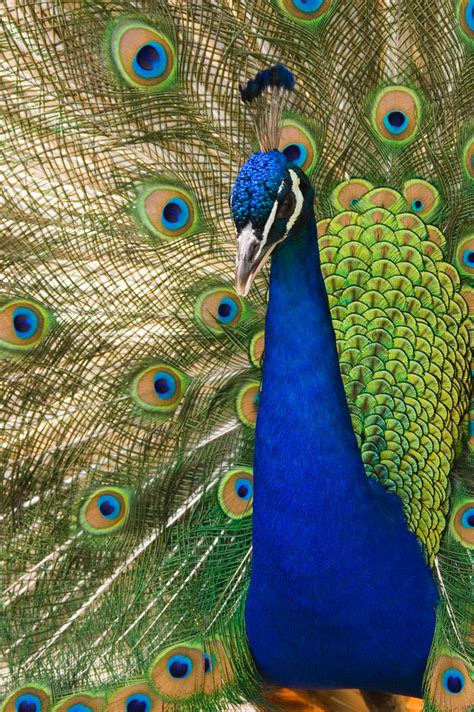 Practical Thread Magic In Search Of Peacock Colors Anatomy Of A Color