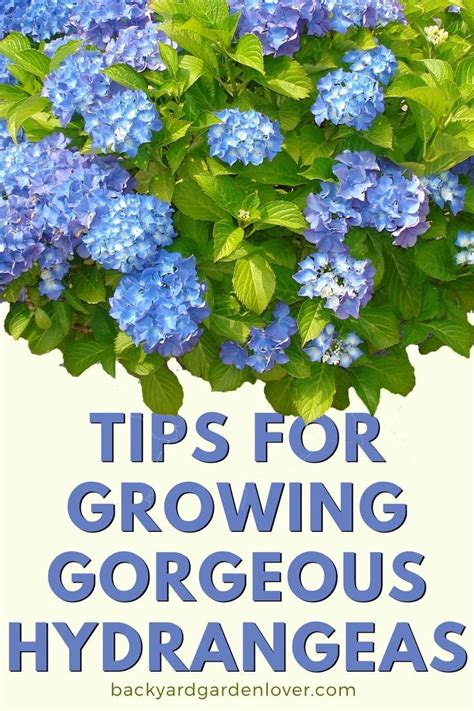 If you do feel like doing a little extra tending (now that you've saved so much time on regular mowing!) you may choose to give your containers a little. How To Care For Hydrangea Plants & Bushes - Tips For ...