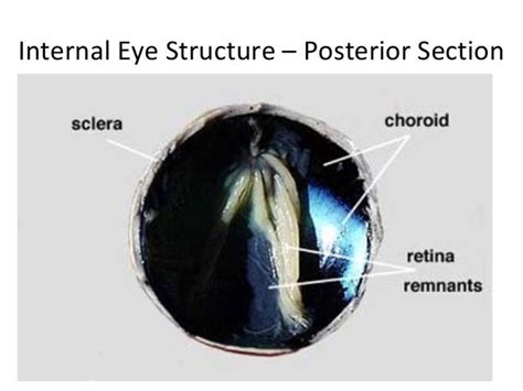 Shreyas Anatomy And Physiology Blog Sheep Eye Dissection