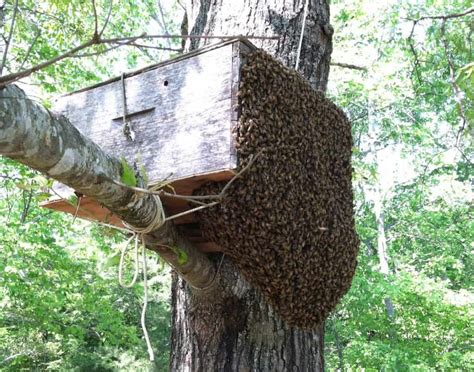 First Big Bee Swarm Carolina Honeybees Bee Swarm Backyard Bee Bee