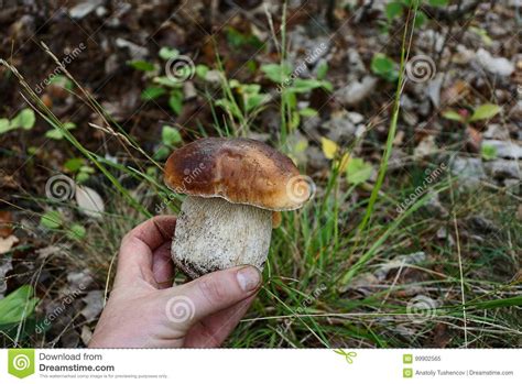 Big White Mushroom In The Hand Near The Green Grass In The Forest Stock