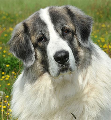 Pyrenean Mastiff Breeds A To Z The Kennel Club