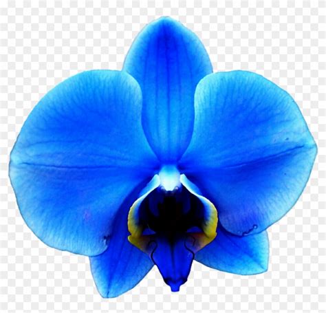 Orchid Flower Emoji