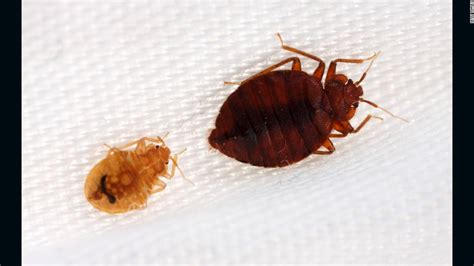 Bedbugs Have Favorite Colors Too Study Finds Cnn