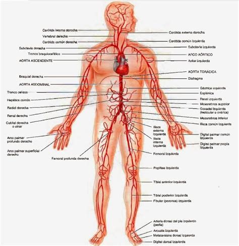 Arterias Sistema circulatorio Anatomía humana general Arterias