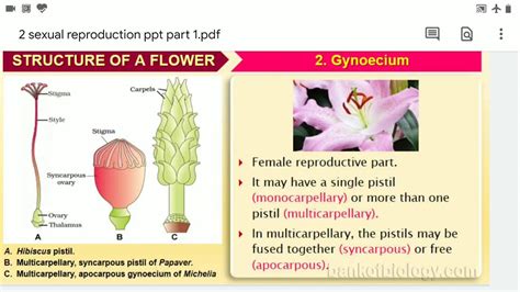 Sexual Reproduction In Flowering Plants Youtube