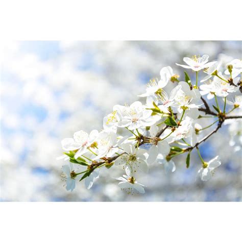 Online Orchards Spring Snow Flowering Crabapple Tree Bare Root Flca001