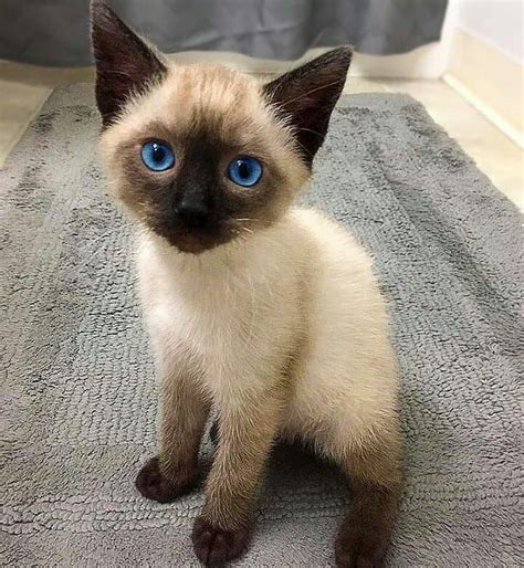 6375 Likes 57 Comments Siamese Lover Siameselover On Instagram “your Daily Dose Of