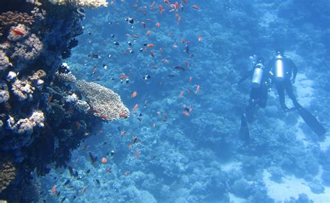 The 5 Different Types Of Coral Reefs With Examples Dive Site Blog
